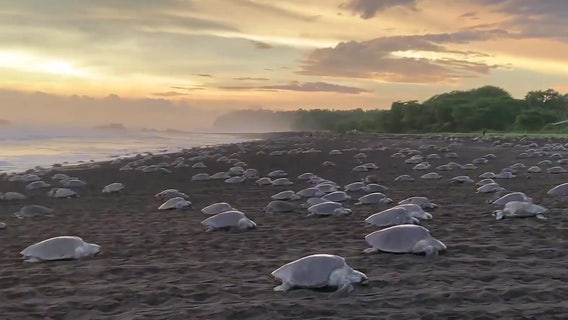 Hundreds of sea turtles cross beach for mass nesting in Costa Rica