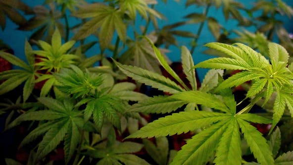 Study: THC in marijuana could help avert fatal COVID-19 complications