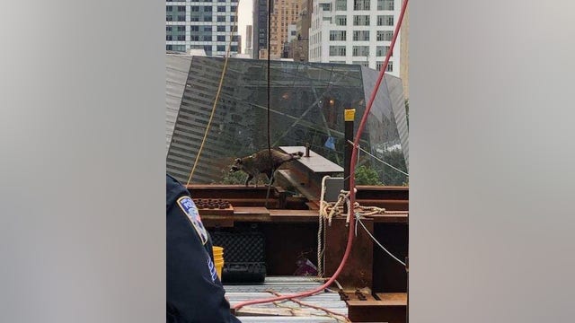 Raccoon dubbed 'Downtown Don' rescued from World Trade Center site