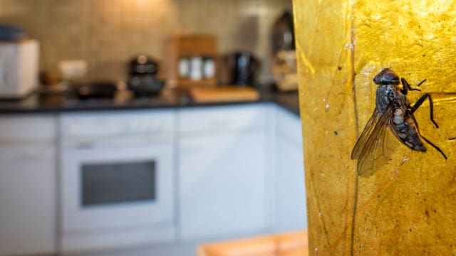 Man chasing fly accidentally blows up part of house