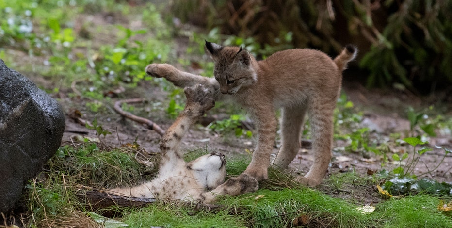 Canada lynx cubs debut at Queens Zoo Canada lynx cubs debut at Queens Zoo