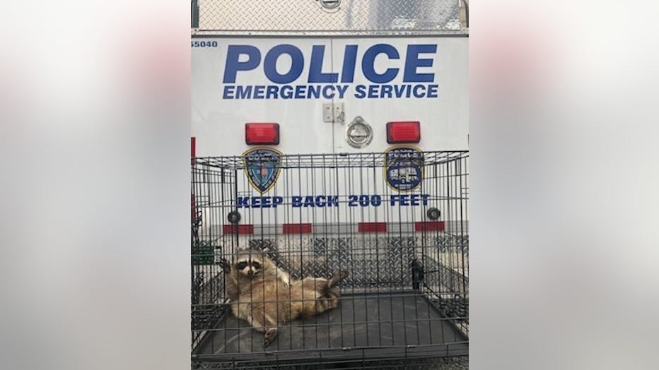 The officers administered a tranquilizer and safely transferred the animal into a cage, according to the Port Authority Police. 