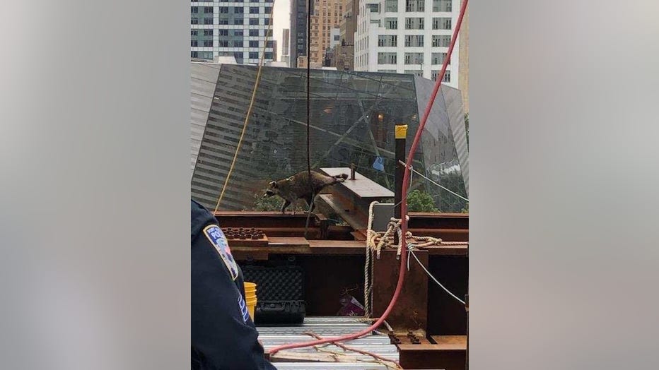 Donwtown Don was found next to a beam for a building under construction at the World Trade Center.