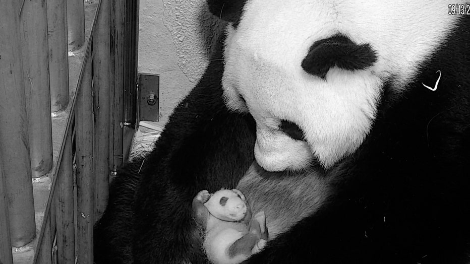 Panda_092120_2