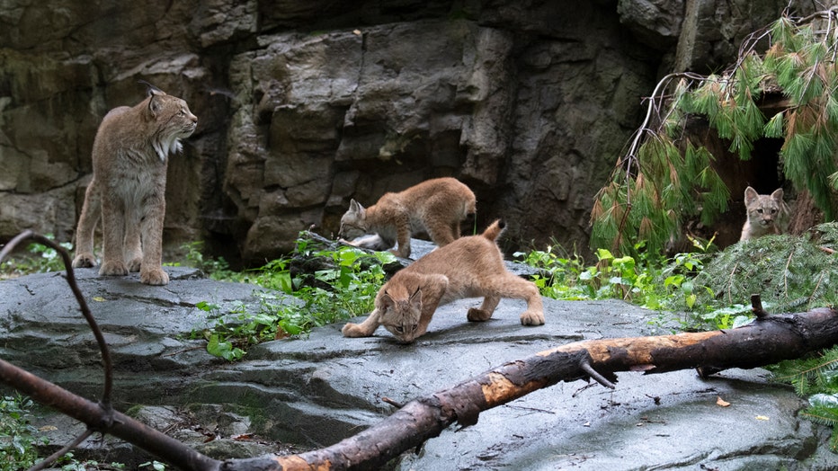Canada Lynx  Seneca Park Zoo