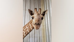 Azizi, April the Giraffe's youngest calf, dies at Texas zoo