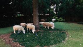 Flock of sheep found wandering through Brookhaven