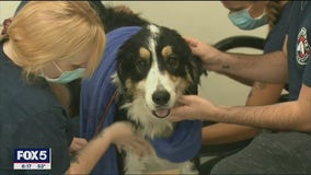 Veterans have pets groomed in appreciation for service