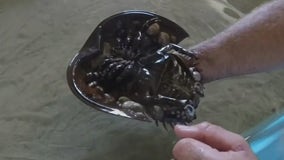 Horseshoe crabs could play role in COVID vaccine development