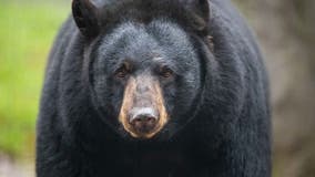NJ black bear hunt off to wet start