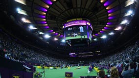 Wanna go for a walk? Westminster dog show leaves NYC for '21