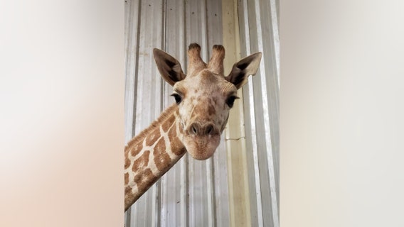 Azizi, April the Giraffe's youngest calf, dies at Texas zoo