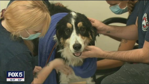 Veterans have pets groomed in appreciation for service