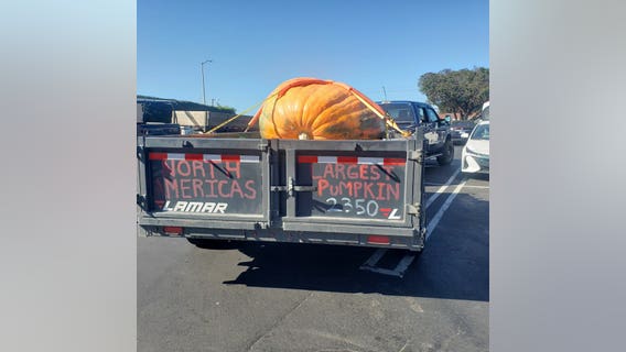 Minnesota man grows largest pumpkin in North America, 2,350 lbs