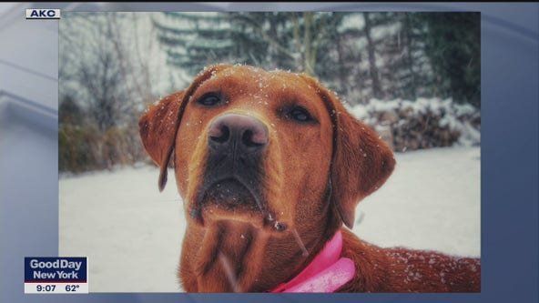 Pup Pals cheer up people in need