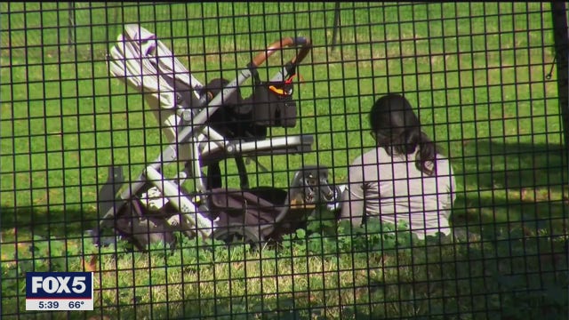 Coronavirus pandemic sparks 'She-cession' among U.S. women