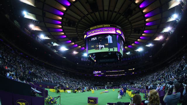 Wanna go for a walk? Westminster dog show leaves NYC for '21