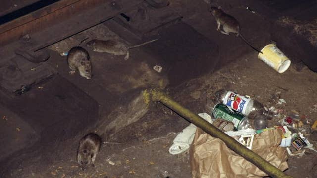 New York among 'rattiest' cities in the nation