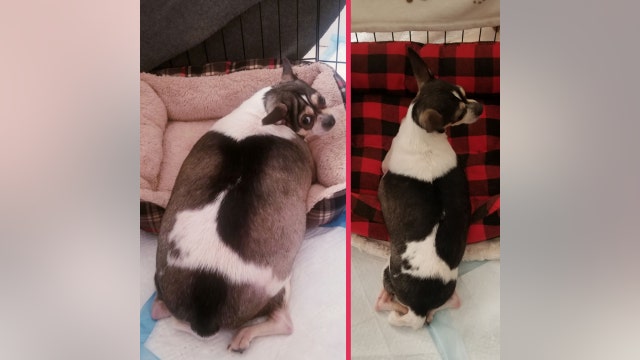 Abandoned disabled Chihuahua nurtured back to health