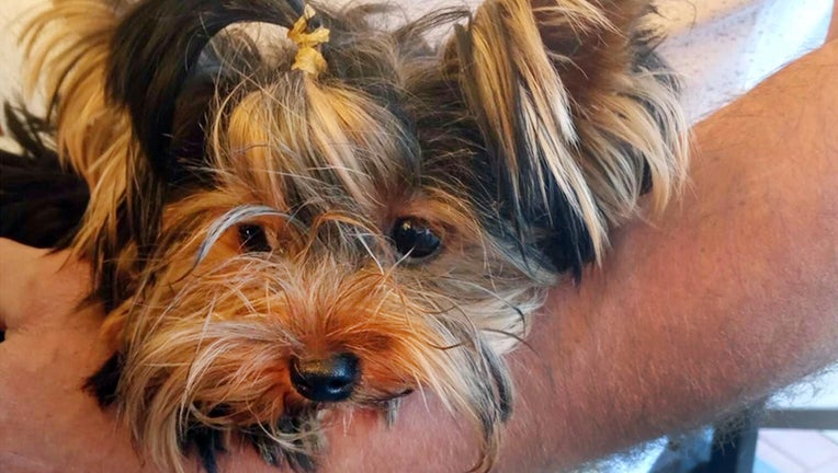 This undated photo provided by Elena Kurakova shows Uti-Puti Knopochka, a Yorkshire terrier that was among 11 dogs flown into the United States from Moscow via courier on Sept. 8, 2020.