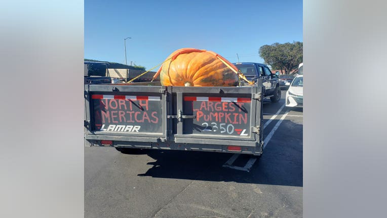 largest pumpkin