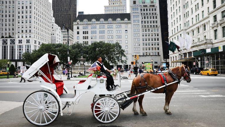 A carraige horse and driver in Manhattan.