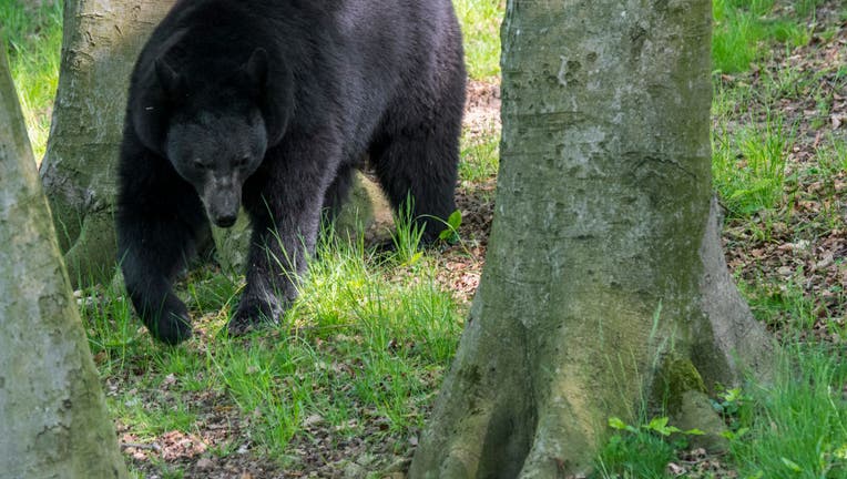 An American black bear