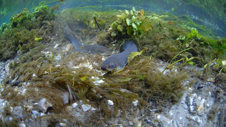 A European eel.