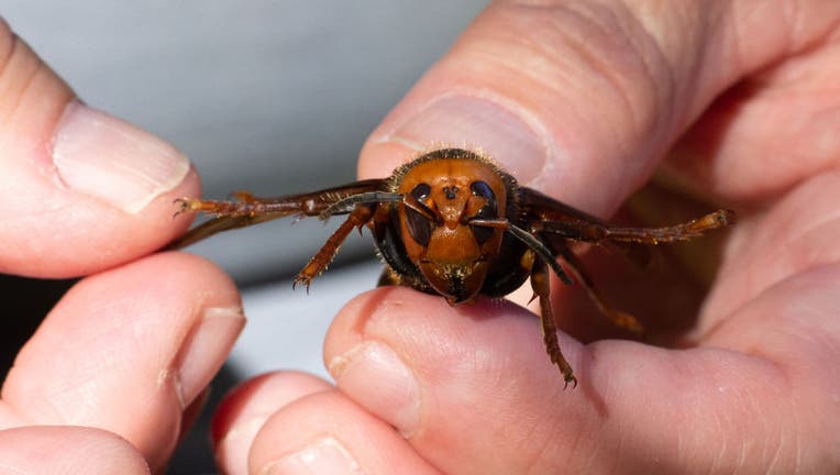 An dead Asian Giant Hornet from Japan, also known as a murder hornet.