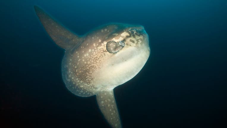 Ocean Sunfish, Mola mola, Punta Vicente Roca, Isabela Island, Galapagos, Ecuador