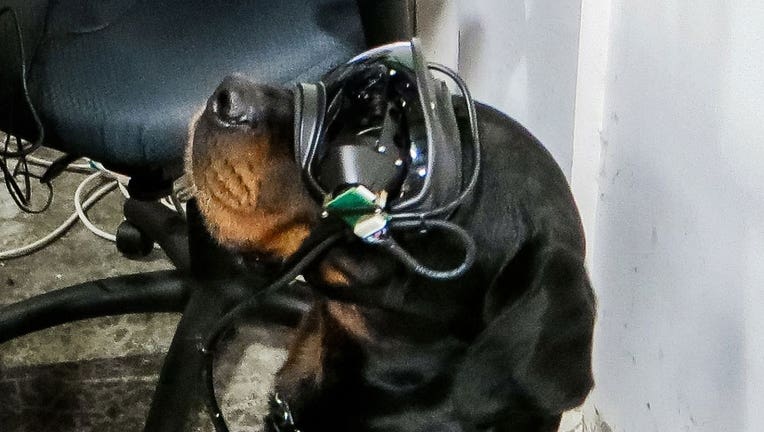 Augmented reality goggles can allow a dog’s handler to give it specific directional commands.