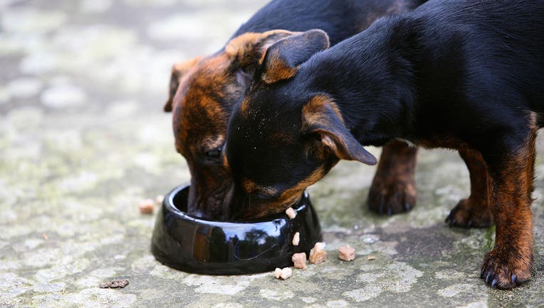 Dogs eat out of a bowl. ( (File Photo by Tim Graham/Getty Images)