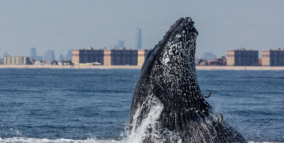 Tremendous surge' of whales in waters around New York City | FOX 5 New York