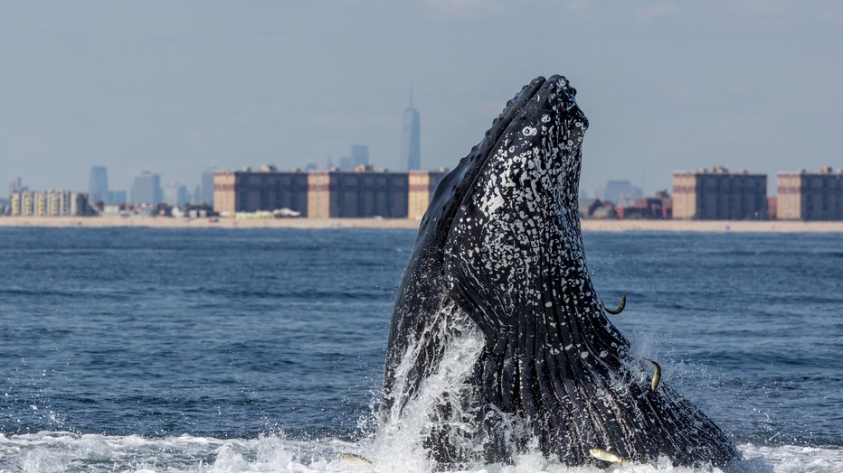 A Humpback whale lunge feeding off NYC's Rockaway Beach with the Freedom Tower in the background.