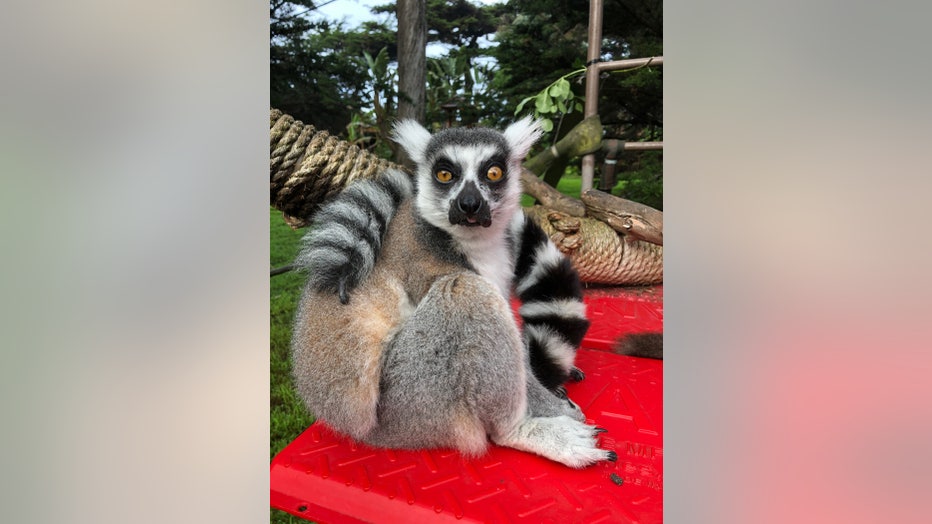 SFZoo_Maki_resize