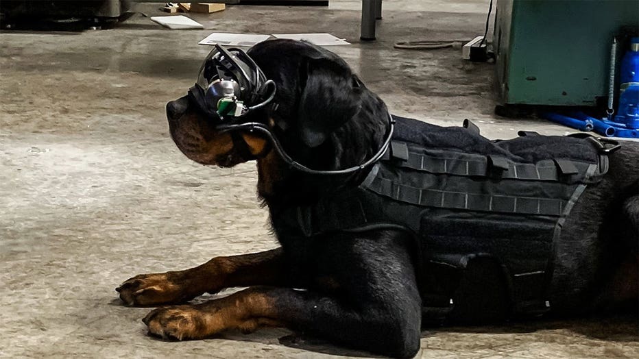 Augmented reality goggles can allow a dog’s handler to give it specific directional commands.