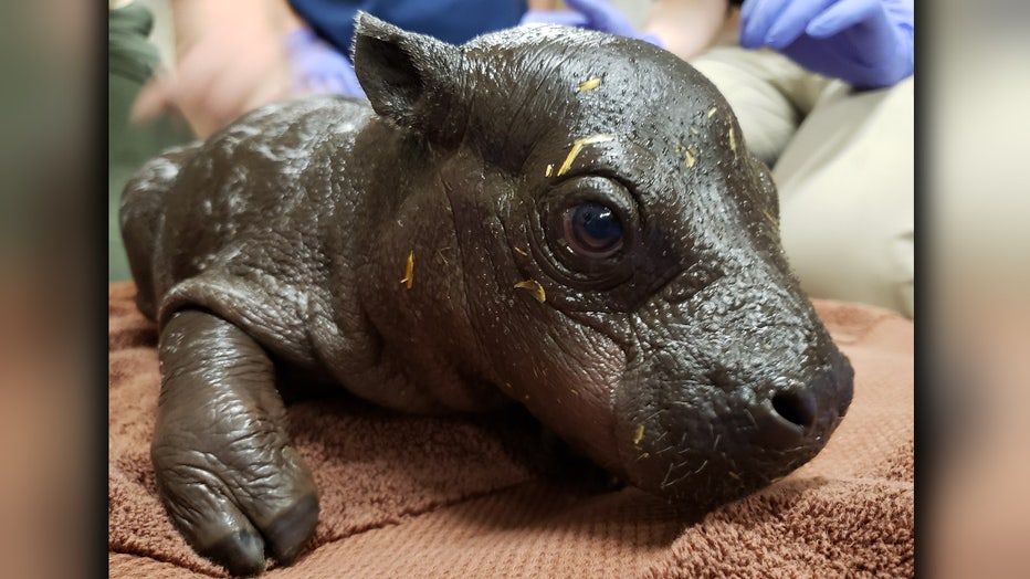 baby pygmy hippo 1