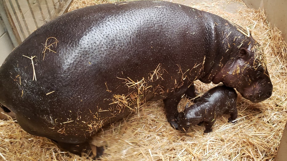 pygmy-hippo-mom-and-baby.jpg