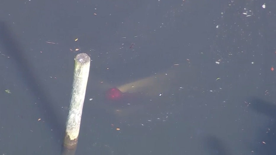 The tail end of a car submerged under water