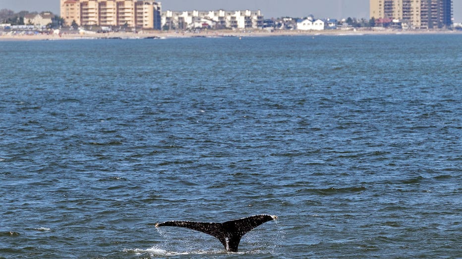 According to Paul Sieswerda, President and CEO of Gotham Whale, sightings are up nearly a hundred fold from just a decade ago, with an abundance of menhaden seemingly driving the whale resurgence. (AP Photo/Craig Ruttle)