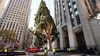 2020 Rockefeller Center Christmas tree goes up