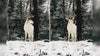 Albino buck photographed in snow-covered backyard in Wisconsin