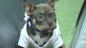 Paralyzed puppy from abusive home is thriving thanks to physical therapy