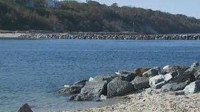 Peconic Bay scallops are scarce again this season