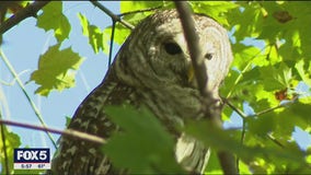 Rare owl spotted in Central Park becomes NYC's latest celebrity