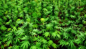 Jamaica faces marijuana shortage