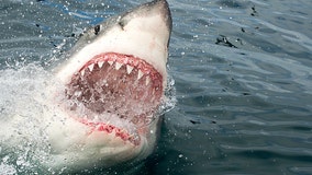 12-foot, 1,600-pound great white shark pings off Florida
