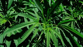 Watertown, New York won't allow sale of marijuana at retail shops