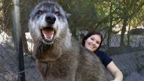 'Giant' Florida wolfdog that went viral has died at 13