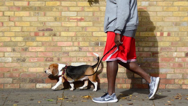 Dog owners who walk pet at higher risk of contracting COVID, study finds